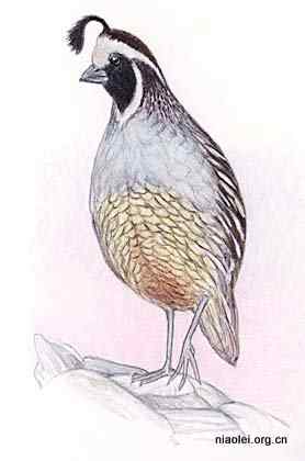 美国50州的州徽、州花、州树、州鸟(上)