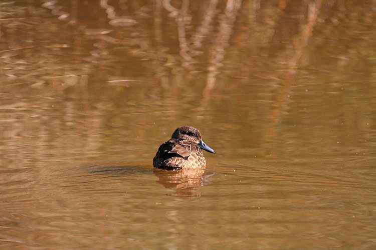 在澳洲拍鸟：澳大利亚的鸭子