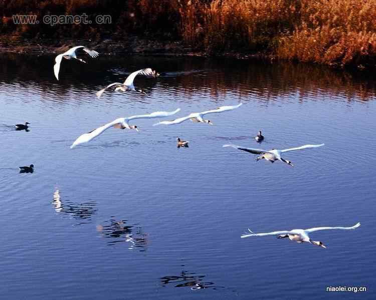 中国著名丹顶鹤摄影家沈立华遗作 中国著名丹顶鹤摄影家沈立华遗作