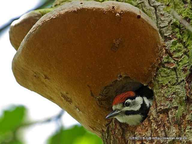 啄木鸟鸟巢