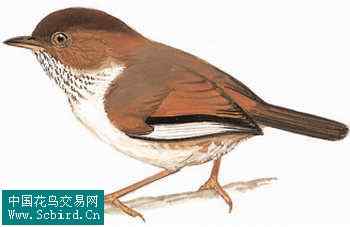 雀形目鸟类图谱大全：388张图！