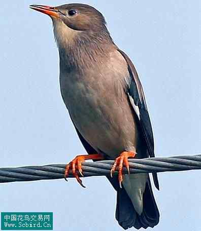 雀形目鸟类图谱大全：388张图！