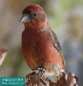 雀形目鸟类图谱大全：388张图！