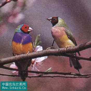 雀形目鸟类图谱大全：388张图！