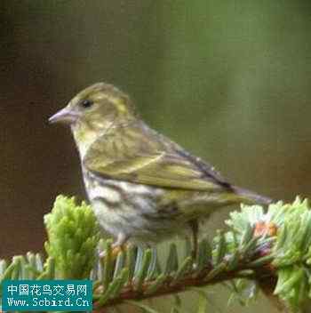 雀形目鸟类图谱大全：388张图！