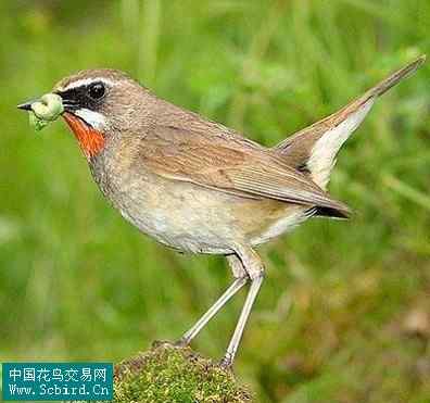 雀形目鸟类图谱大全：388张图！