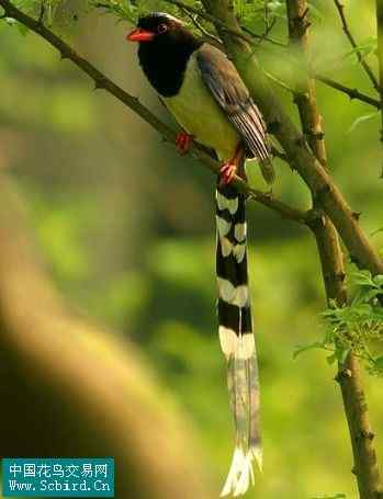 雀形目鸟类图谱大全：388张图！