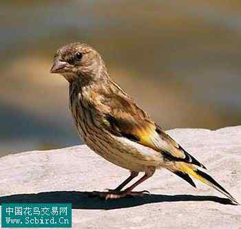 雀形目鸟类图谱大全：388张图！