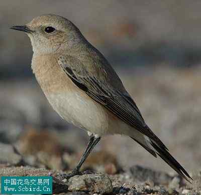 雀形目鸟类图谱大全：388张图！