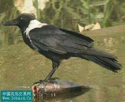 雀形目鸟类图谱大全：388张图！