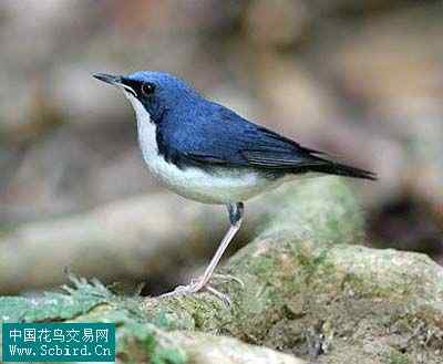 雀形目鸟类图谱大全：388张图！