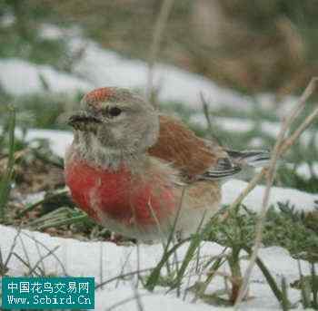 雀形目鸟类图谱大全：388张图！