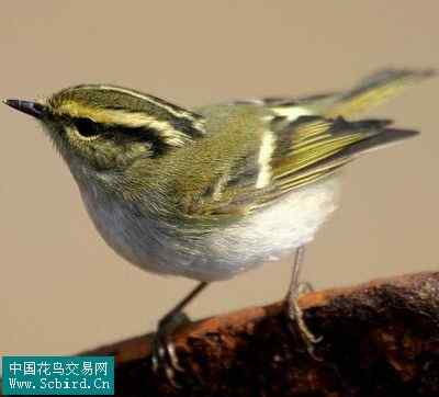 雀形目鸟类图谱大全：388张图！