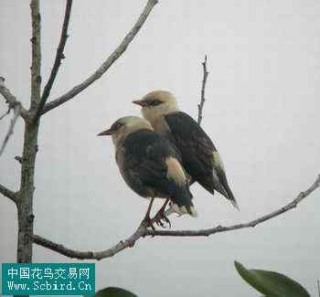 雀形目鸟类图谱大全：388张图！