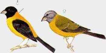 雀形目鸟类图谱大全：388张图！