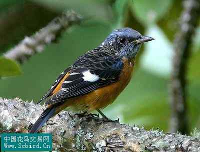 雀形目鸟类图谱大全：388张图！