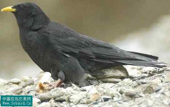 雀形目鸟类图谱大全：388张图！