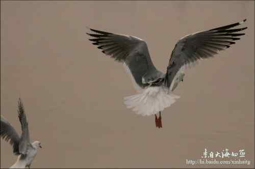 文质彬彬红嘴鸥 文质彬彬红嘴鸥