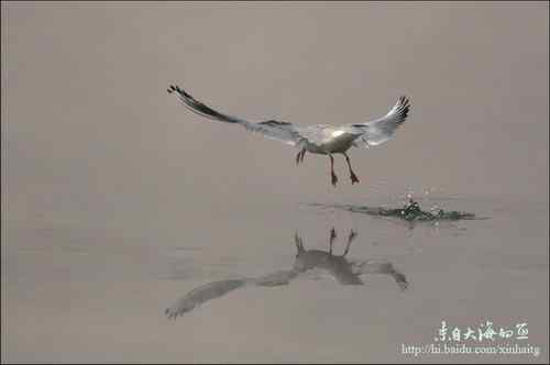 文质彬彬红嘴鸥 文质彬彬红嘴鸥