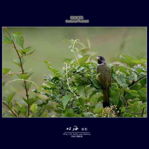 董寨观鸟——白冠长尾雉、仙八色鸫