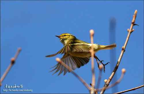 林柳莺、双斑绿柳莺、还是黄腰柳莺?——黄腰柳莺! 林柳莺、双斑绿柳莺、还是黄腰柳莺?——黄腰柳莺!