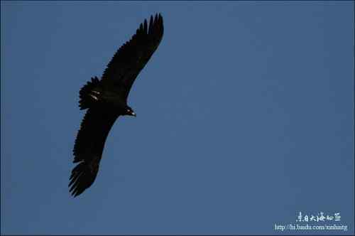 白河峡谷座山雕