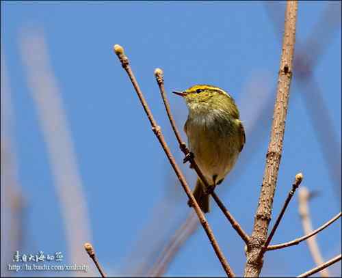 林柳莺、双斑绿柳莺、还是黄腰柳莺?——黄腰柳莺! 林柳莺、双斑绿柳莺、还是黄腰柳莺?——黄腰柳莺!
