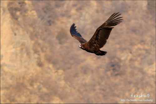 白河峡谷座山雕