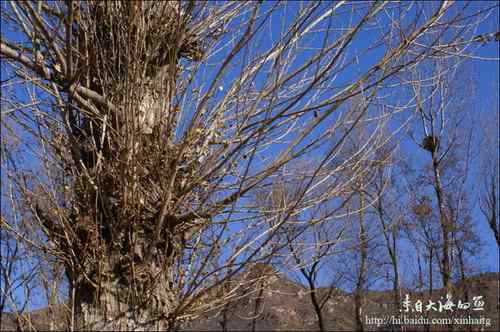白河峡谷是个观鸟的好地方