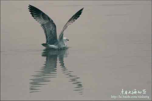 文质彬彬红嘴鸥 文质彬彬红嘴鸥