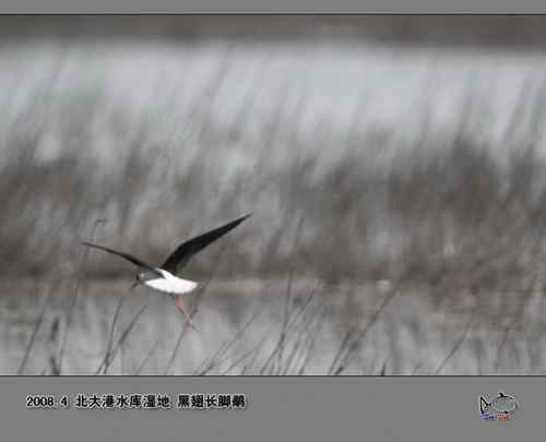 北大港水库湿地观鸟