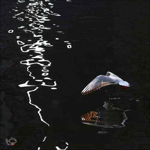 天津海河鸥影—百微红嘴鸥