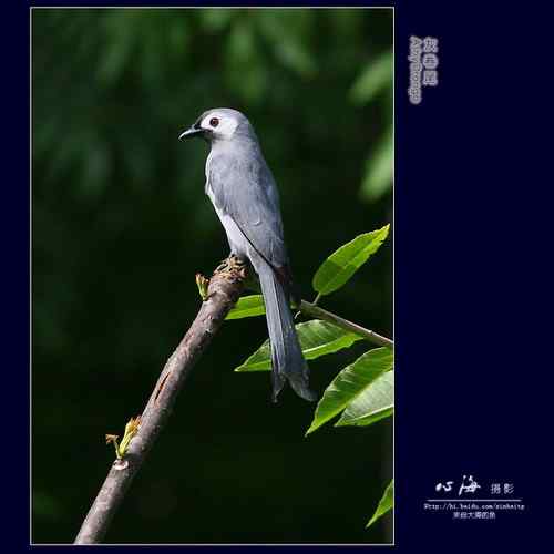 董寨观鸟——白冠长尾雉、仙八色鸫