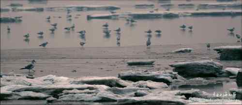 文质彬彬红嘴鸥