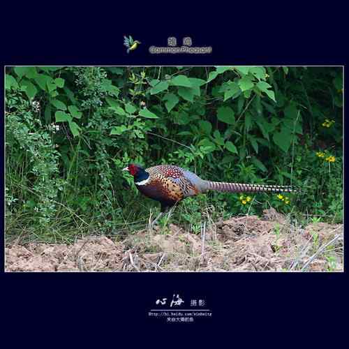 董寨观鸟——白冠长尾雉、仙八色鸫