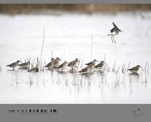 北大港水库湿地观鸟