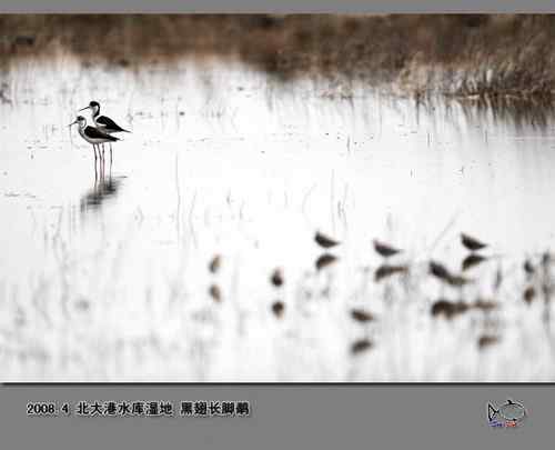 北大港水库湿地观鸟