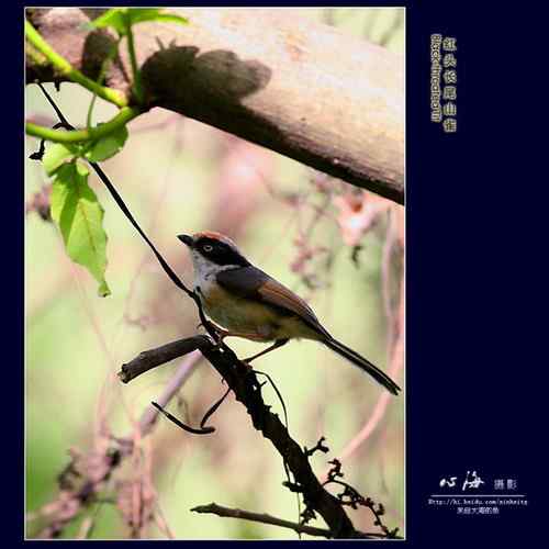 董寨观鸟——白冠长尾雉、仙八色鸫