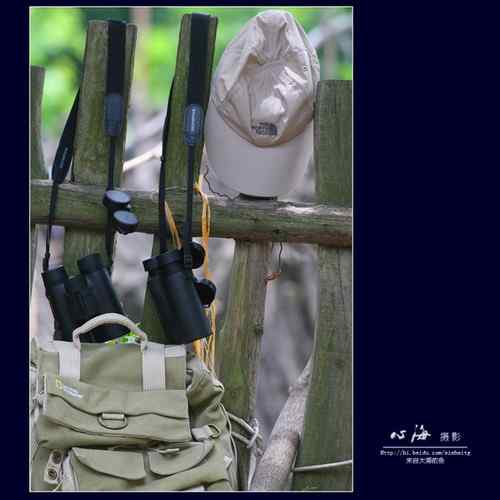 董寨观鸟——白冠长尾雉、仙八色鸫