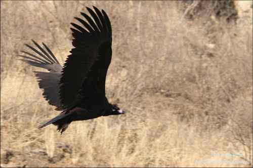 白河峡谷座山雕