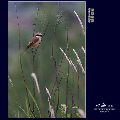 董寨观鸟——白冠长尾雉、仙八色鸫