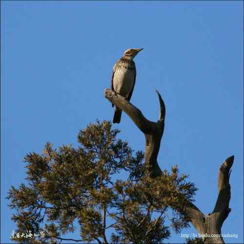 斑鸫雄鸟和雌鸟都拍到了