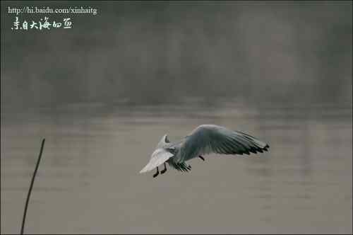 文质彬彬红嘴鸥 文质彬彬红嘴鸥