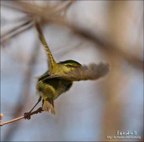 林柳莺、双斑绿柳莺、还是黄腰柳莺?——黄腰柳莺! 林柳莺、双斑绿柳莺、还是黄腰柳莺?——黄腰柳莺!