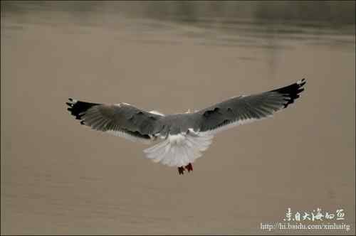 文质彬彬红嘴鸥 文质彬彬红嘴鸥