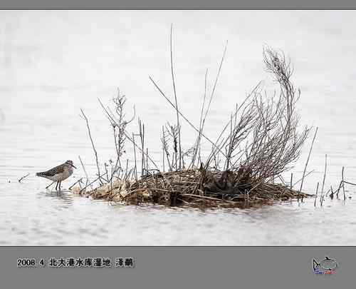 北大港水库湿地观鸟