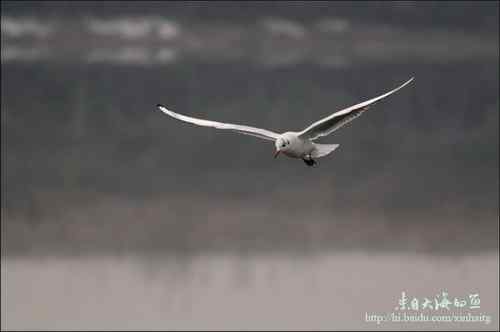 CDATA[
红嘴鸥,就马上想到了“君子”。红嘴鸥、银鸥、黑尾鸥、遗鸥……。我们习惯上把鸥统称为海鸥,而老陈告诉我,真正的海鸥很难见到,红嘴鸥是最常见,也是很有代表性。![文质彬彬红嘴鸥 文质彬彬红嘴鸥