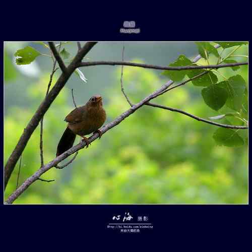 董寨观鸟——白冠长尾雉、仙八色鸫
