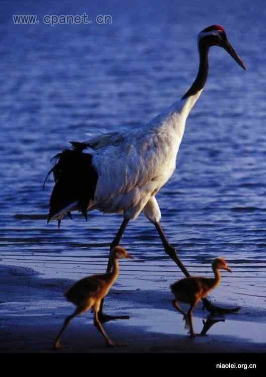 中国著名丹顶鹤摄影家沈立华遗作 中国著名丹顶鹤摄影家沈立华遗作