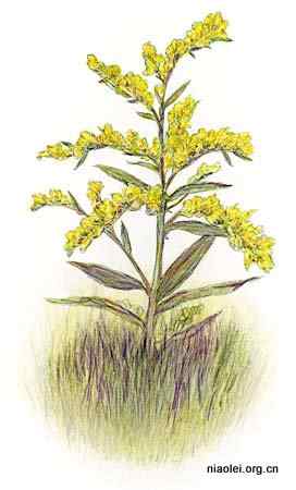 美国50州的州徽、州花、州树、州鸟(下)